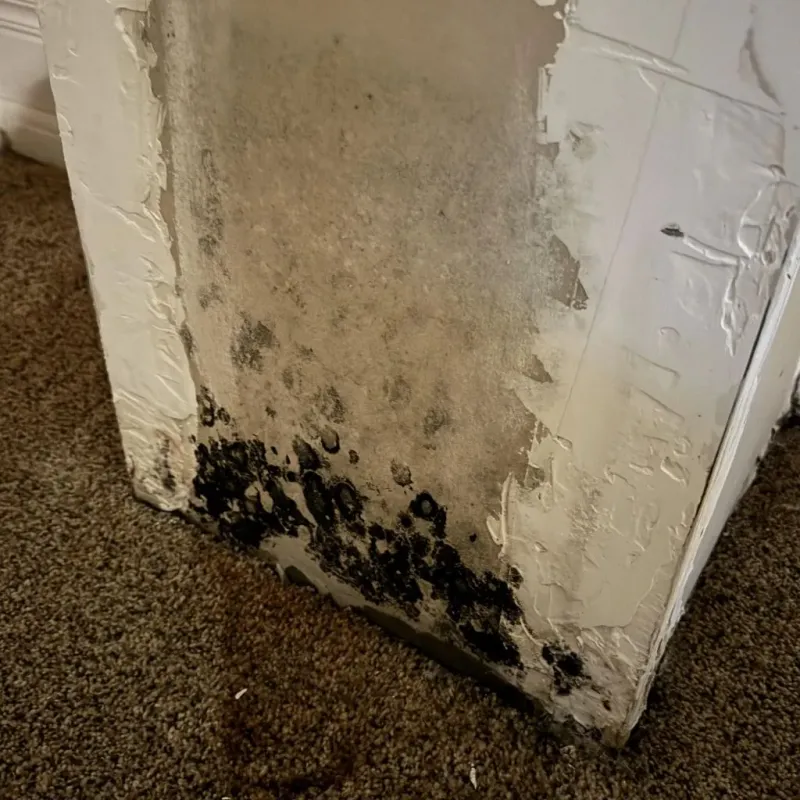 Professional Mold Removal in Colorado City, TX